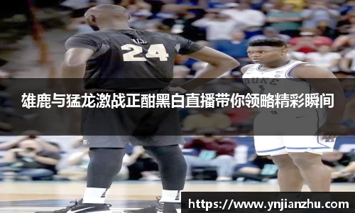 雄鹿与猛龙激战正酣黑白直播带你领略精彩瞬间